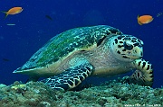 Eretmochelys imbricata Tortue imbriquee-Maldives Fish Head-6m-20240423-da-DSC_6202_tn